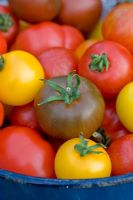 Closeup of mixed varieties of tomatoes, 'Marmande','Golden Sunrise','Black Russian','Tigerella', 'Red Zebra'.