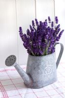 Lavender Munstead in decorative vintage watering can 
