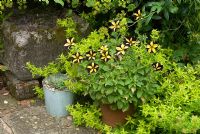 Petunia 'Black Velvet', Oreganum vulgare 'Aureum' and  Bupleurum fruticosum by path 