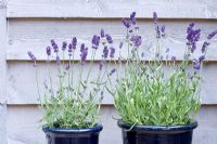 Two blue pots of Lavender against blue timber
