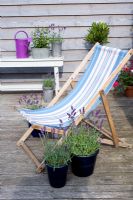 Blue deckchair and pots of Lavender on deck