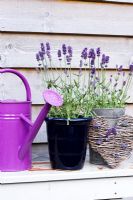 Blue pot of Lavender with watering can and heart made of twigs