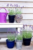 Blue pots of Lavender with watering can and heart made of twigs