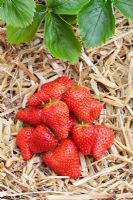Fragaria x ananassa - Strawberry 'Ischia'