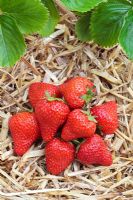 Fragaria x ananassa - Strawberry 'Linosa'