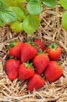 Fragaria x ananassa - Strawberry 'Premier'