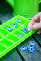 Making ice cubes with Borage flowers