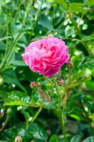 Rosa 'Aristide Briande' - Rambler Rose