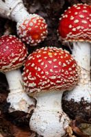 Amanita muscaria - Picked Fly Agaric toadstools
