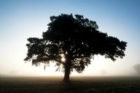 Quercus - Oak Tree silhouette at sunrise in the English morning mist