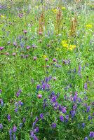 Wild flower meadow with Vicia cracca - Tufted Vetch, Centaurea nigra - Common Knapweed, Rumex, Artemisia vulgaris - Mugwort and Senecio jacobaea  - Ragwort 