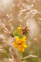 Lotus corniculatus -  Birdsfoot Trefoil amongst meadow grasses with seedheads