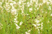 Wild flower meadow with Filipendula ulmaria - Meadowsweet and Poterium sanguisorba - Salad Burnet