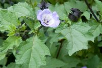 Nicandra physalodes -  Shoo Fly Plant