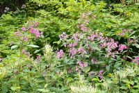 Impatiens glandulifera - Himalayan Balsam and Fallopia japonica - Japanese Knotweed