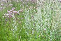 Cirsium arvense - Creeping Thistle and Artemisia vulgaris - Mugwort in wild flower meadow