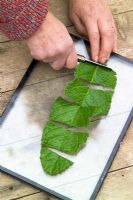 Taking leaf cuttings from streptocarpus using the Midrib Cuttings method. Slicing into sections using a sharp knife on a glass plate