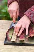 Taking leaf cuttings from a Begonia using the leaf square method - Slicing into strips with a knife