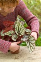 Taking leaf cuttings from a Begonia using the 'Leaf Slashing' method - Removing leaf