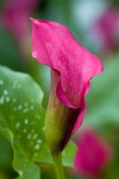 Zantedeschia 'Majestic Red' - Calla lily