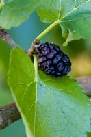 Morus Nigra - Black Mulberry