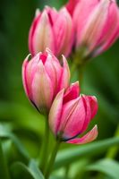 Tulipa  'Little Beauty'