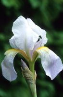 Iris 'Florentina', Bearded iris