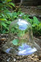 Glass bell cloche protecting young courgette plant.