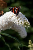 Buddleja Davidii 'White Profusion' and Red Admiral Butterfly