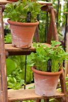 Mustard leaf Red Zest and Namenia Turnip Top Greens growing in terracotta plant pots on old step ladder