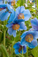 Meconopsis Sheldonii Lingholm - Himalayan Blue Poppy