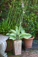 Hosta flowering in elegant square pot