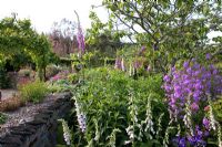 The cottage garden with Erysimum 'Bowles Mauve' and Digitalis - Foxgloves - RHS Garden Rosemoor, Devon
