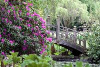 Wooden bridge and Rhododendron - Winterbourne Botanic Garden