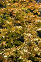Metasequoia glyptostroboides 'Gold Rush'