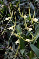 Brassia verrucosa 'Grandiflora'