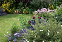 Plants in a cottage garden including Helianthemum, Campanula, Rosa 'Tuscany Superb', Astrantia major, Lysimachia punctata and Dianthus