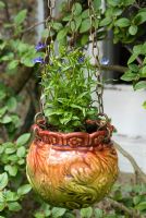 Ceramic hanging container planted with Lobelia - Dunromin, Somerset