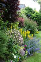 Cottage border with Nepeta - Catmint, Lysimachia punctata, Alchemilla mollis and Spirea japonica - Dunromin, Somerset