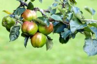 Malus domestica - Apple 'Yorkshire Greening'
