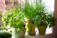Herbs growing at a kitchen window 
