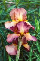 Iris 'Tarn Hows' with Euphorbia cornigera