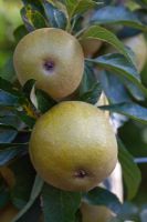 Malus domestica 'Brownlees Russet' - Apple
