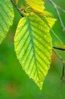 Betula Lenta - sweet birch leaf