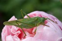 Great green bush-cricket, on Rosa Cadfaed 