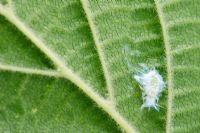 Psyllid or plant liceon sycamore leaf - plant sucking bug, a common garden pest