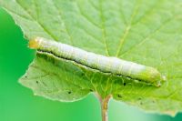 Orthosia gothica - Hebrew Character moth larva on Sycamore leaf