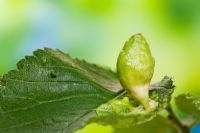 Tetraneura ulmi - Plant gall on Ulmus glabra - wych elm