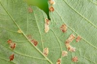 Felt Gall caused by mite Aceria pseudoplatani on sycamore leaf