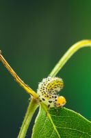 Large Rose Sawfly larva - Arge ochropus eating rose leaf